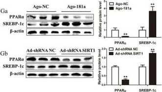 SREBP1 Antibody - BSA Free