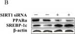 SREBP1 Antibody - BSA Free