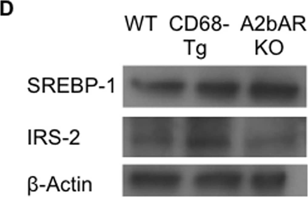 SREBP1 Antibody - BSA Free