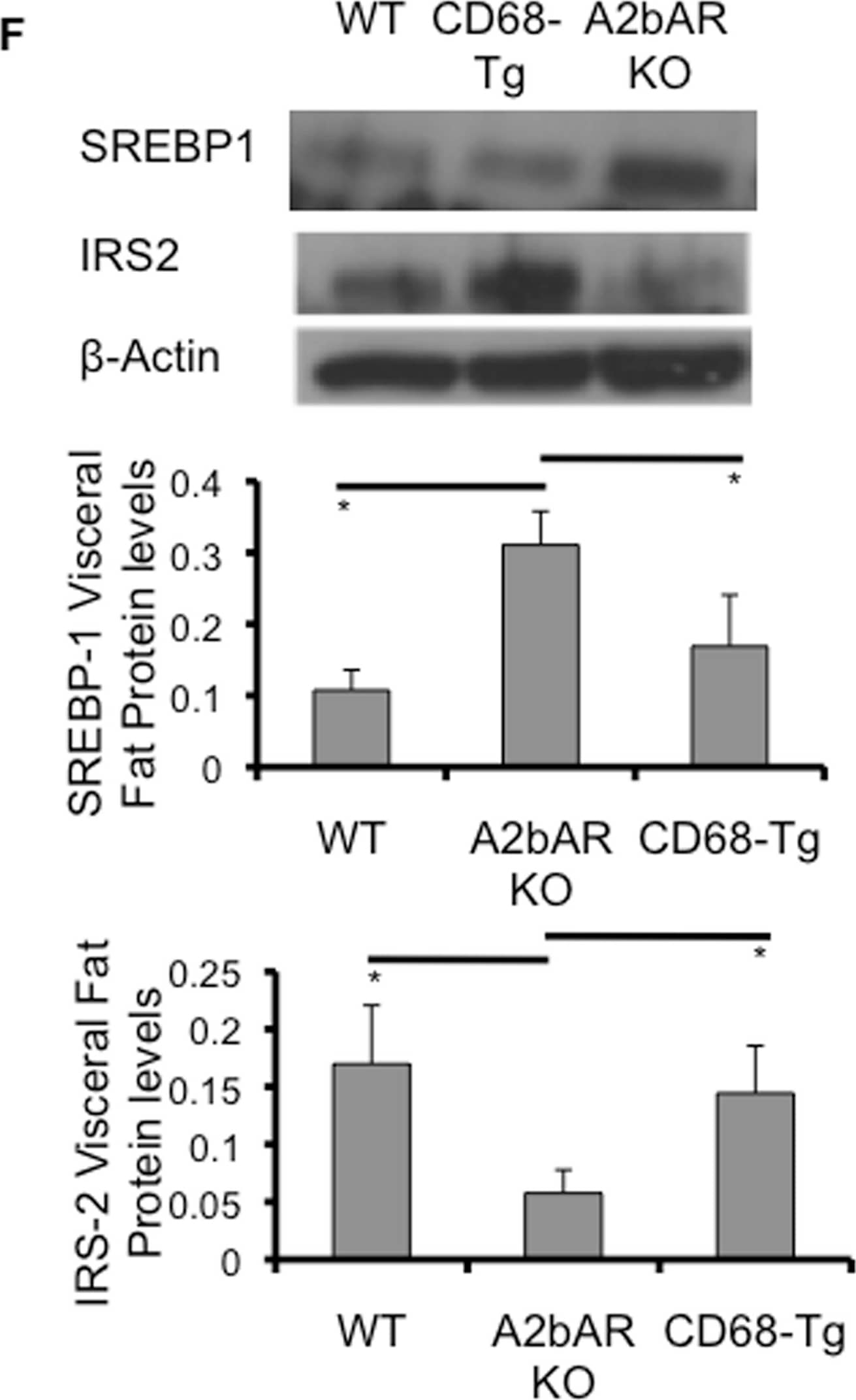 SREBP1 Antibody - BSA Free