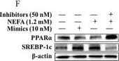 SREBP1 Antibody - BSA Free