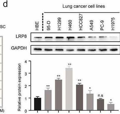 Apolipoprotein E R2/ApoE R2 Antibody - BSA Free