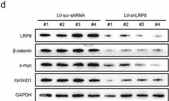 Apolipoprotein E R2/ApoE R2 Antibody - BSA Free