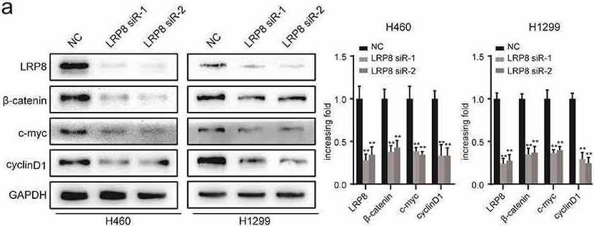 Apolipoprotein E R2/ApoE R2 Antibody - BSA Free
