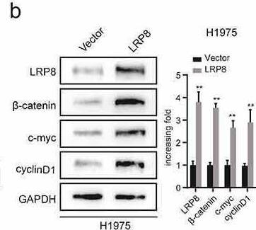 Apolipoprotein E R2/ApoE R2 Antibody - BSA Free