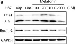 LC3B Antibody - BSA Free