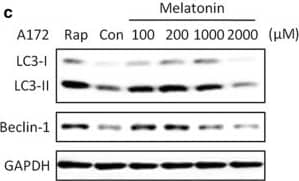 LC3B Antibody - BSA Free