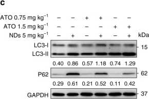 LC3B Antibody - BSA Free