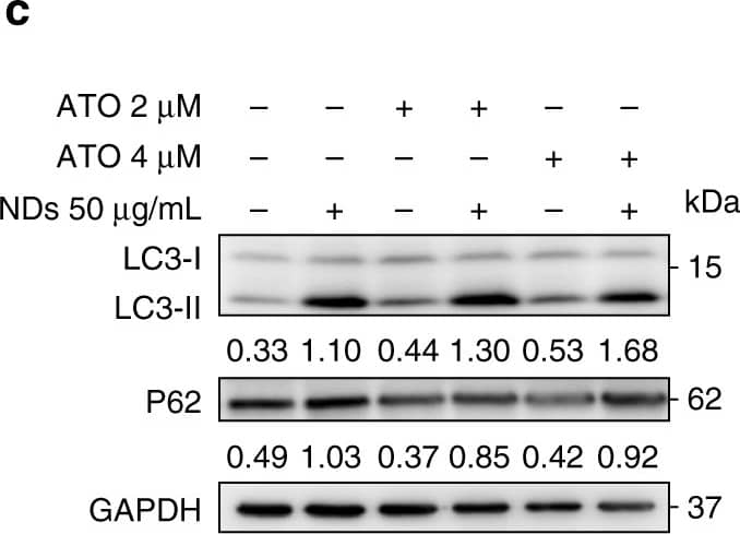LC3B Antibody - BSA Free