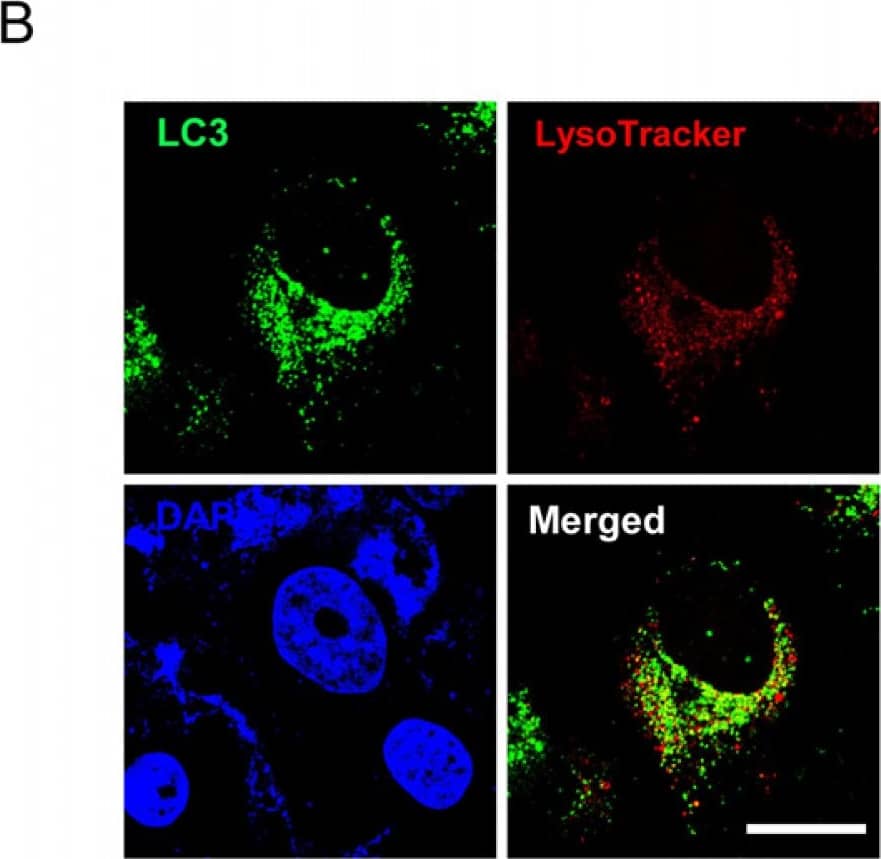 LC3B Antibody - BSA Free