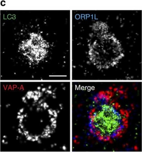 LC3B Antibody - BSA Free