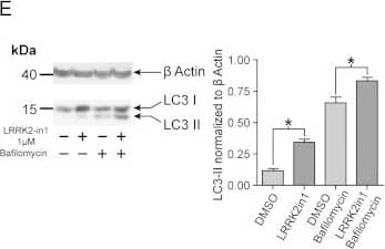 LC3B Antibody - BSA Free