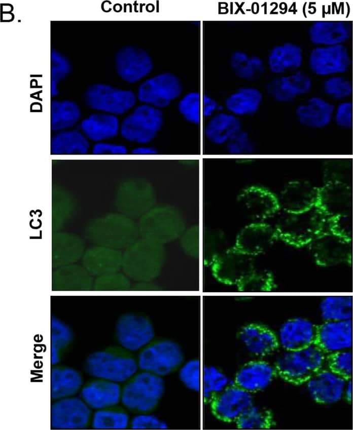 LC3B Antibody - BSA Free