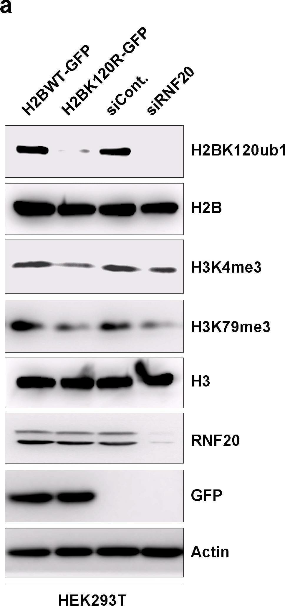 RNF20 Antibody - BSA Free