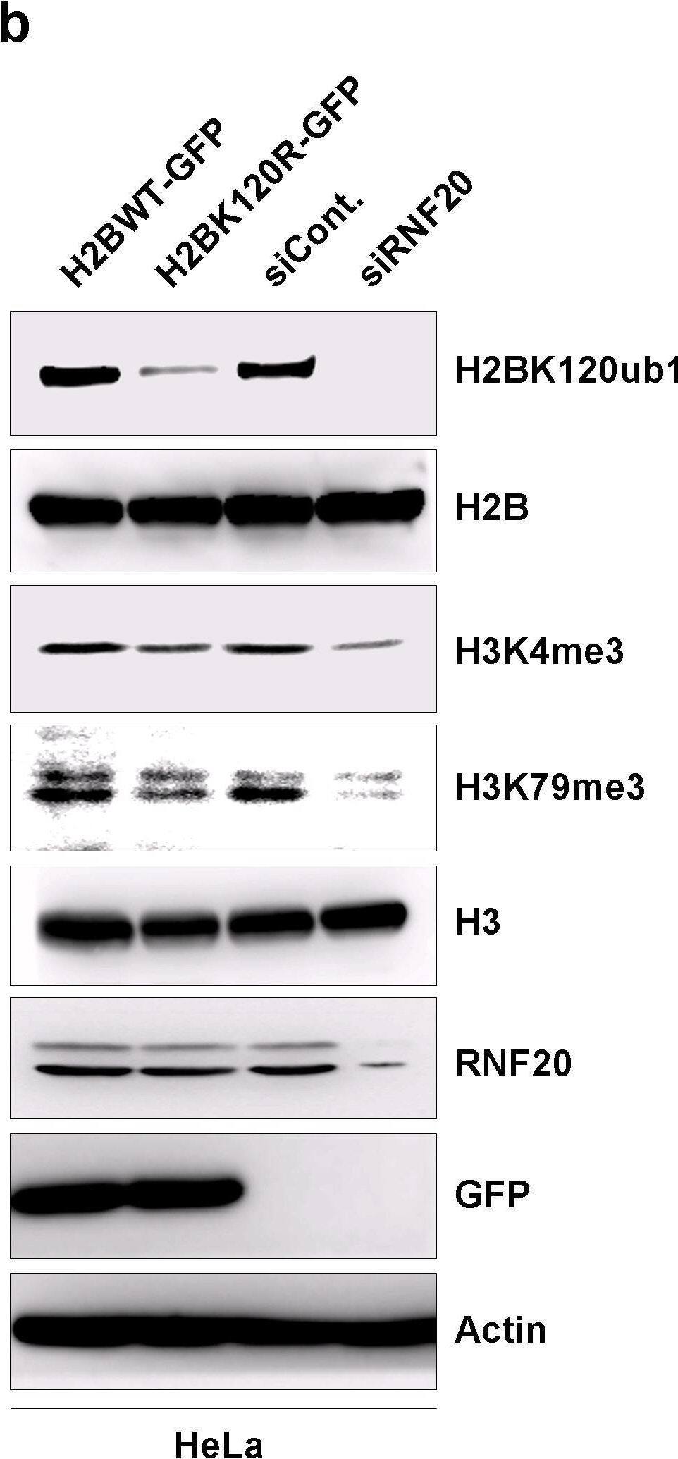 RNF20 Antibody - BSA Free
