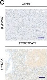 Histone H2AX [p Ser139] Antibody