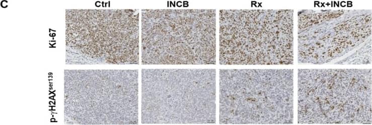 Histone H2AX [p Ser139] Antibody