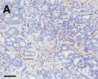 CD31/PECAM-1 Antibody