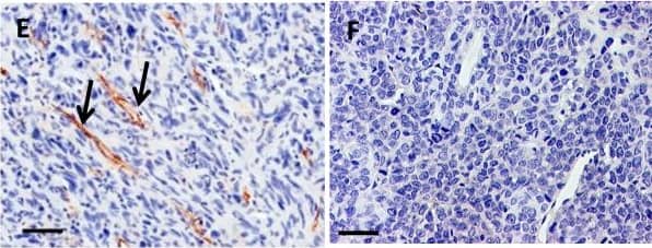 CD31/PECAM-1 Antibody