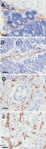 CD31/PECAM-1 Antibody