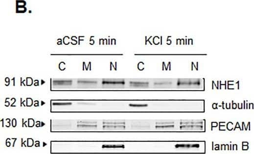 CD31/PECAM-1 Antibody