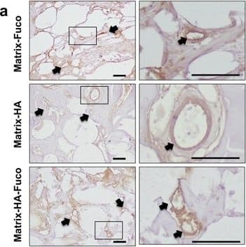 CD31/PECAM-1 Antibody