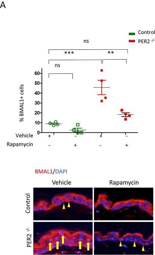 BMAL1 Antibody