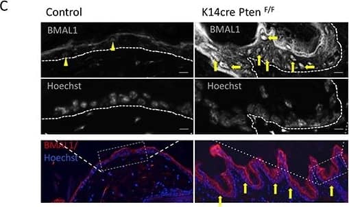 BMAL1 Antibody
