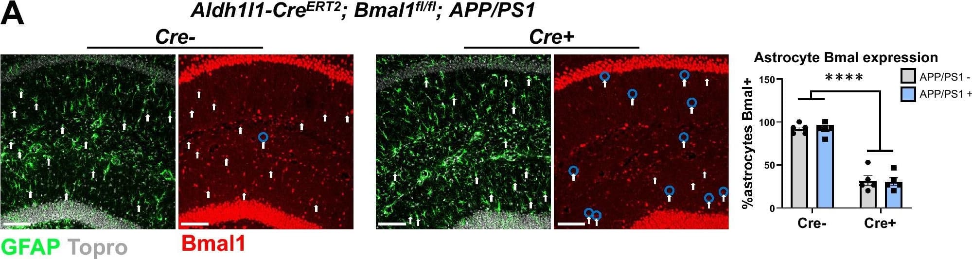 BMAL1 Antibody