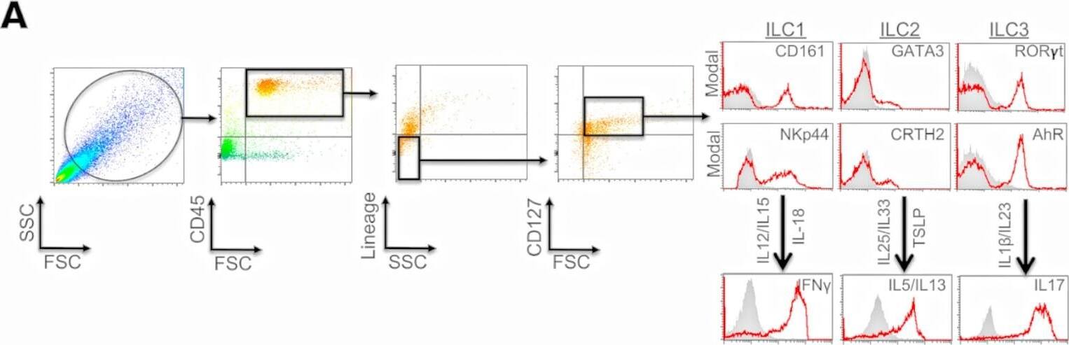 AHR Antibody [Alexa Fluor® 700]