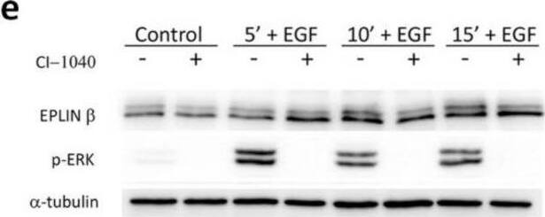EPLIN Antibody - BSA Free