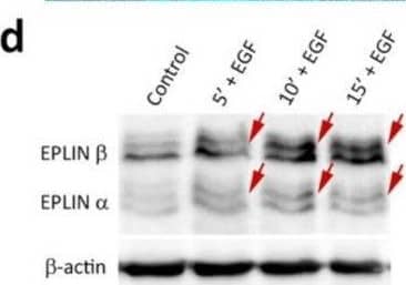 EPLIN Antibody - BSA Free