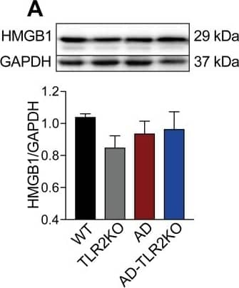 HMGB1/HMG-1 Antibody