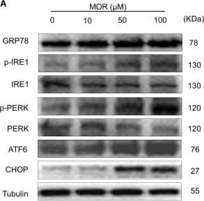 IRE1 alpha [p Ser724] Antibody - BSA Free