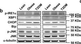 IRE1 alpha [p Ser724] Antibody - BSA Free