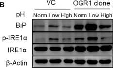 IRE1 alpha [p Ser724] Antibody - BSA Free