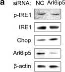 IRE1 alpha [p Ser724] Antibody - BSA Free