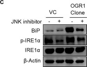 IRE1 alpha [p Ser724] Antibody - BSA Free