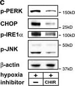 IRE1 alpha [p Ser724] Antibody - BSA Free