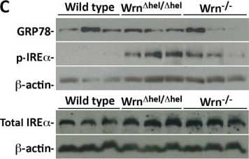 IRE1 alpha [p Ser724] Antibody - BSA Free