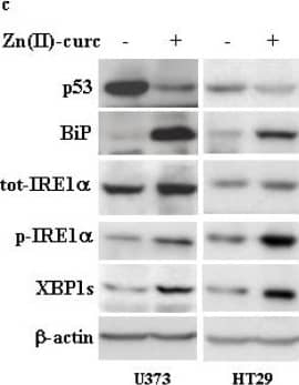 IRE1 alpha Antibody