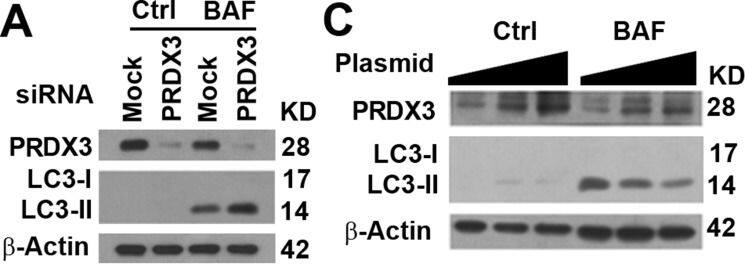 LC3A Antibody - BSA Free