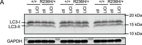 LC3A Antibody - BSA Free