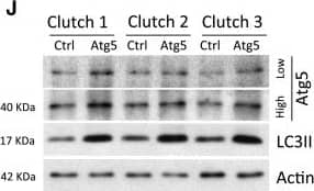LC3A Antibody - BSA Free