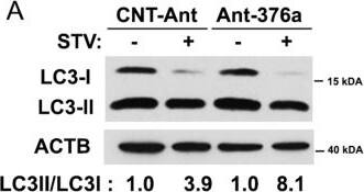LC3A Antibody - BSA Free