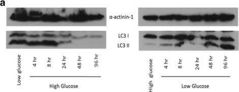 LC3A Antibody - BSA Free