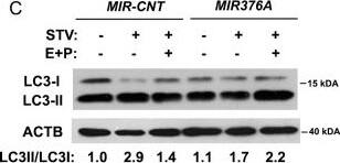 LC3A Antibody - BSA Free