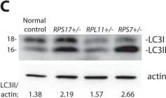 LC3A Antibody - BSA Free