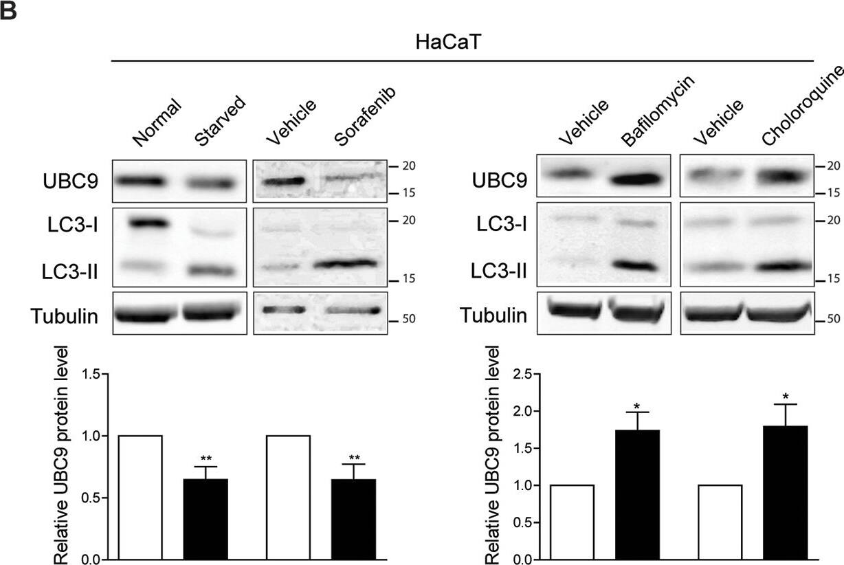 LC3A Antibody - BSA Free