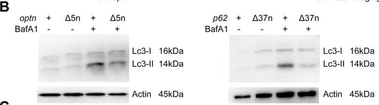 LC3A Antibody - BSA Free